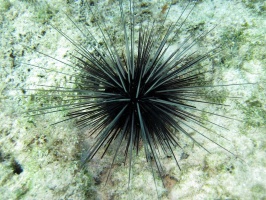 IMG 8937 Long Spine Urchin